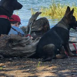 German Shepherd Puppies from Diwaids Working German Shepherd Dogs