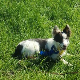 Maddie - Border Collie