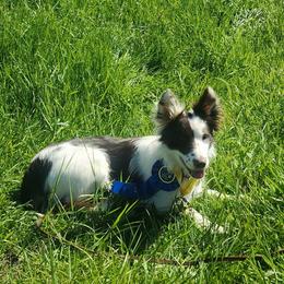 Maddie - Border Collie
