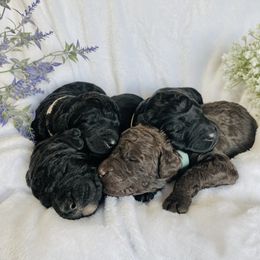 Bernedoodle and Labradoodle Puppies from Royal Doodles