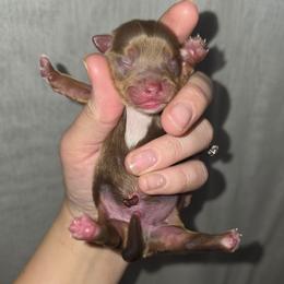 Chocolate Male - Chocolate, tan and white male Yorkshire Terrier puppy in Lakeland, Florida from You Me & The Yorkies