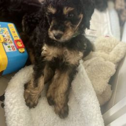 Goldendoodle Puppies from Fishermen’s Doodles