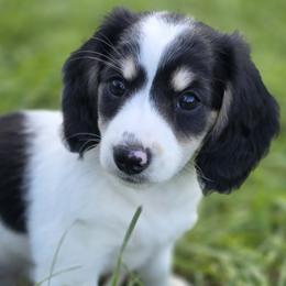 Mimi - Piebald female Dachshund puppy in Salem, Oregon from Long'd Fore Dachshunds