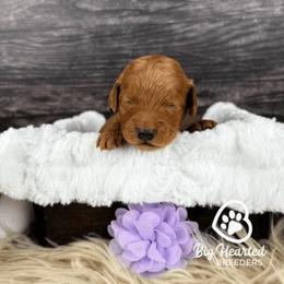 Crown - Apricot female Goldendoodle puppy in Utah County, Utah from Big Hearted Breeders