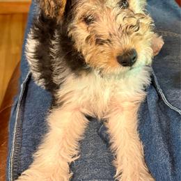 Male A - White black and tan male Wire Fox Terrier puppy in Morgantown, Indiana from Birchhurst Kennels Indiana