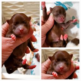 Lilly - Chocolate sable female Pomeranian puppy in Forsyth, Illinois from Brenda's Pomeranians - Amazing Grace Pomeranians