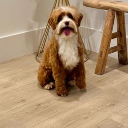 Khaki - Australian Labradoodle