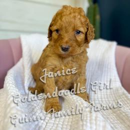 Janice - Red  female Goldendoodle puppy in Grove, Oklahoma from Guinn Family Farms