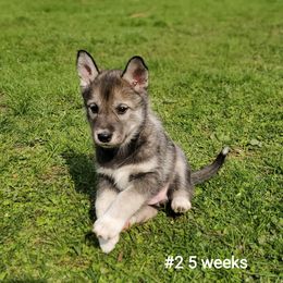 Siberian Husky Puppies from Grayline Siberians