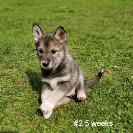 Siberian Husky Puppies from Grayline Siberians