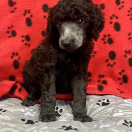 Red boy - Silver male Poodle puppy in East Wenatchee, Washington from Stylish Standards