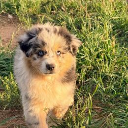 Titian - Blue merle male Australian Shepherd puppy in Mineral Wells, Texas from A6 Australian Shepards