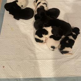 Akita Puppies from Gloe Akita's