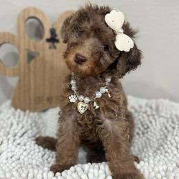 Sienna-Brown Collar - Chocolate merle female Bernedoodle puppy in Oak Hills, California from High Desert Doodles