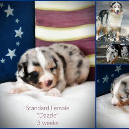Dazzle - Blue merle female Australian Shepherd puppy in Ranger, Texas from Outback Mini Aussies