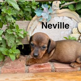 Neville - Red male Dachshund puppy in Deming, New Mexico from FoxieDoxies of New Mexico