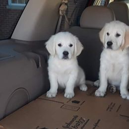 Golden Retriever Puppies from Fiddle In Gold Retrievers