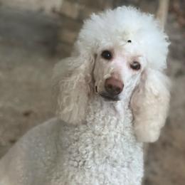 Magic - Poodle