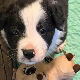 July (Jewels) - Black and white female Border Collie puppy in Lebanon, Oregon from Cahill’s Canines