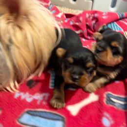 Yorkshire Terrier Puppies from Debbie’s Little Yorkies