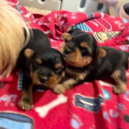 Yorkshire Terrier Puppies from Debbie’s Little Yorkies
