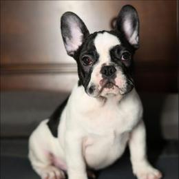 Rhysand - Brindle and white male French Bulldog puppy in Twin Falls, Idaho from Whispering White Pines Labradors