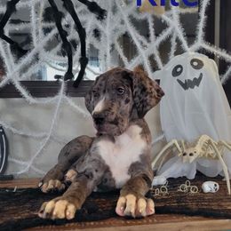 Boy 8 - Great Dane puppy in Gonzales, Louisiana from Anstatt House Of Danes