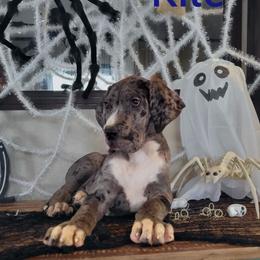 Boy 8 - Great Dane puppy in Gonzales, Louisiana from Anstatt House Of Danes