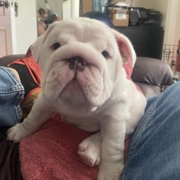 Phoebe Joy - White female Bulldog puppy in Fairfax, California from Marin Bulldogs