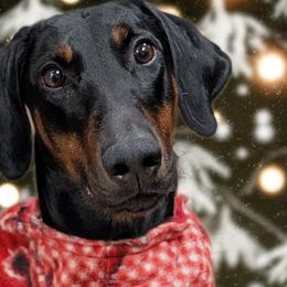 Doberman Pinschers from Warsong Dobermann