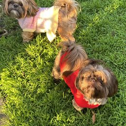 Shih Tzu Puppies from Majestic M Shihtzu’s