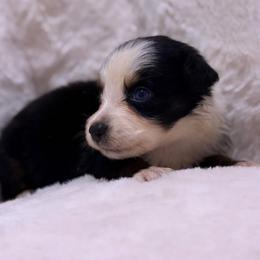 Rowan AKC - Black tri-color male Australian Shepherd puppy in Orlando, Florida from Skaky Shepherds