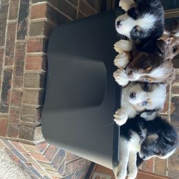 Miniature Australian Shepherd Puppies from Mels Mini Aussies