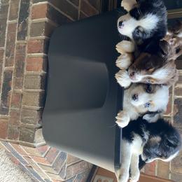 Miniature Australian Shepherd Puppies from Mels Mini Aussies