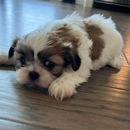 Shih Tzus from Tzu Love