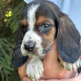 Male 1 - Black brown and white male Basset Hound puppy in Lindley, New York from Hill Top Basset Hounds & Cane Corso