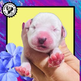 Girl 1 - female Dalmatian puppy in Morriston, Florida from OpalOnyx Dalmatians