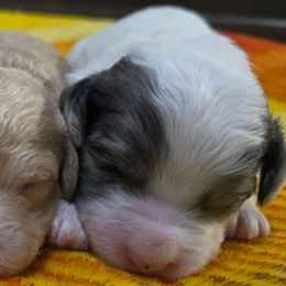 Dancer - Blue roan male Cockapoo puppy in Calhoun, Georgia from Emerald J Doodles