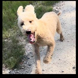 Clark - Labradoodle