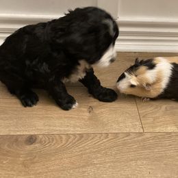 Aussiedoodle Puppies from Ford Canyon Aussidoodles
