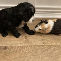 Aussiedoodle Puppies from Ford Canyon Aussidoodles