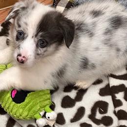 Luke - Blue merle and white male American Corgi puppy in Hico, Texas from Chisholm Trail Kennels