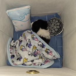 Puppy 1 - Black and white male Chihuahua puppy in Springfield, Missouri from Casadelopez Tails