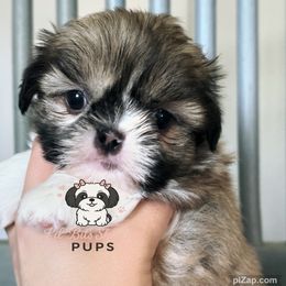 Demi - Sable and white male Shih Tzu puppy in Walkertown, North Carolina from Lil’ Bit’s Shih Tzu