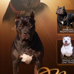American Bullies from Fia Bullies