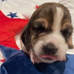 Basset Hound Puppies from Southern Rose Bassets