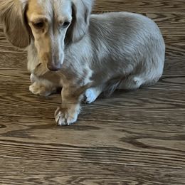 Felise - Dachshund