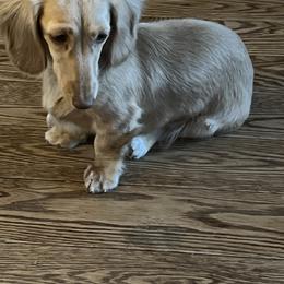 Felise - Dachshund