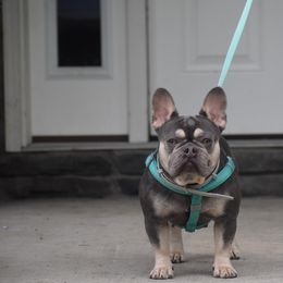 Scout - Tricolors male French Bulldog puppy in Huron, Ohio from Noya French bulldogs
