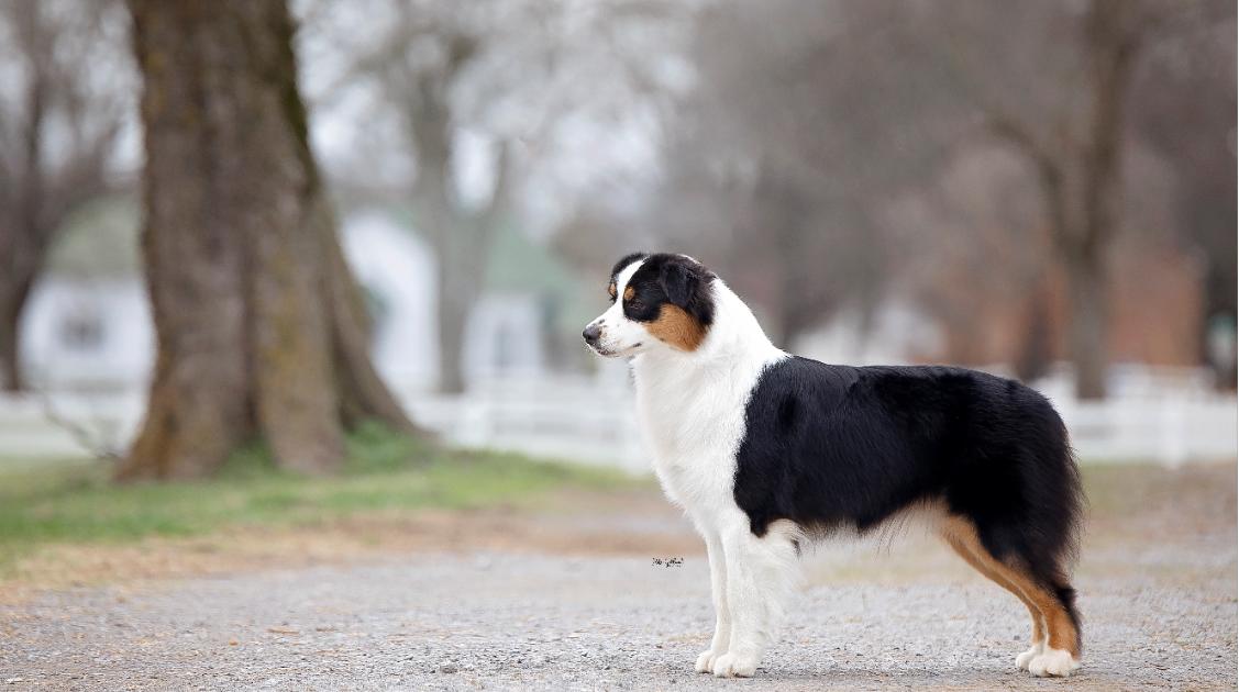 Louvre Australian Shepherds in Ohio Australian Shepherd puppies